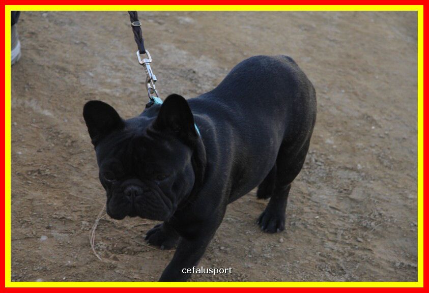 180311 mostra_canina 107.jpg